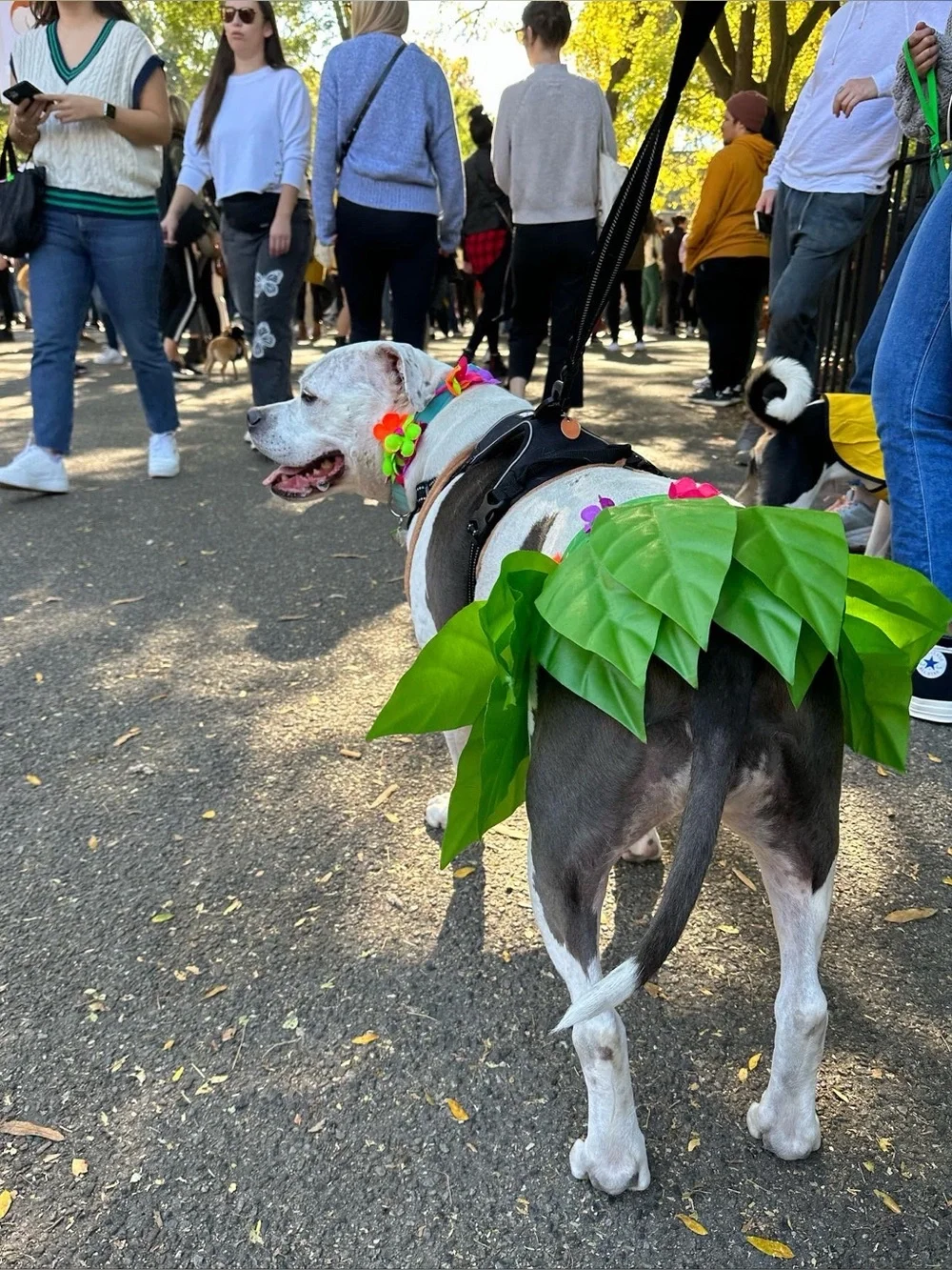 Hula Girl Hawaiian Dog Halloween Costume